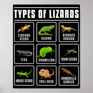 Affiche Types de lézards Lizard Reptiles