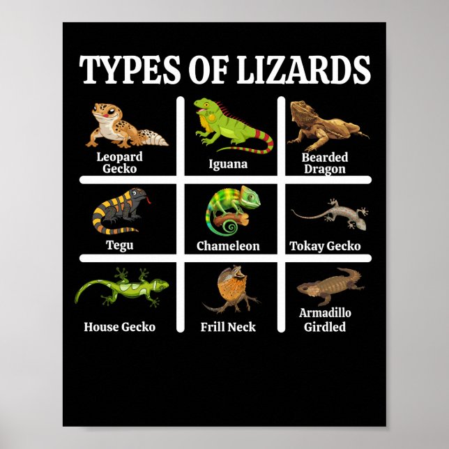 Affiche Types de lézards Lizard Reptiles (Devant)