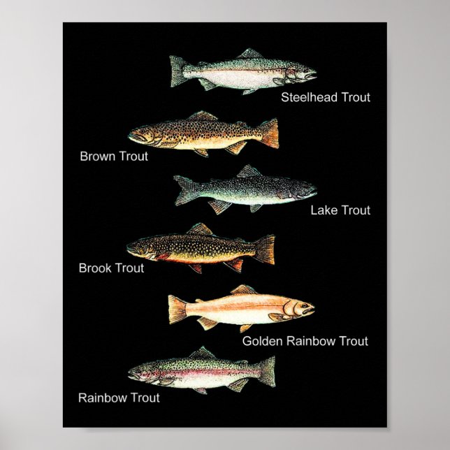 Affiche Types De Truites - Collection Espèces de poissons  (Devant)