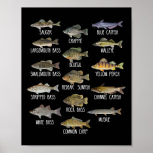 Affiche Types d'espèces de poissons d'eau douce Biologie P