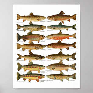 Affiche Types d'espèces de truites cadeau de pêche 