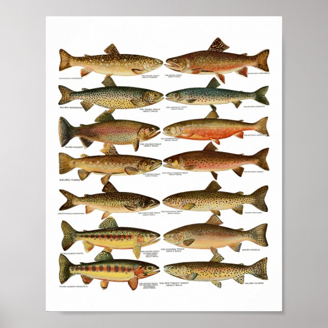 Affiche Types d'espèces de truites cadeau de pêche  (Devant)