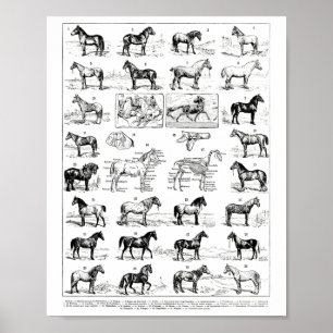 Affiche Types vintages De Chevaux Cheval Élevage Horseback