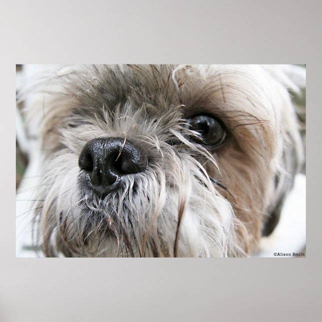 Affiche Tzu Shih (Devant)
