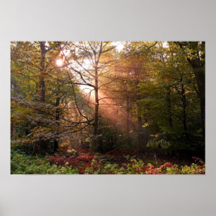 Affiche UK. Forest of Dean. Sunbeam penetrating a