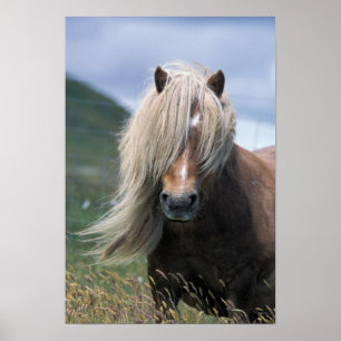 Affiche UK, Scotland, Shetland Islands, Shetland pony
