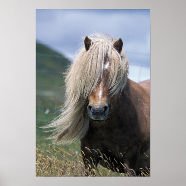 Affiche UK, Scotland, Shetland Islands, Shetland pony (Devant)