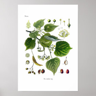 Affiche ulmifolia de tilia (tilleul)