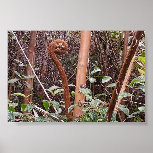 AFFICHE ULUHE FERN (Devant)