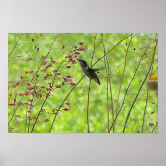 Affiche Un ami d'été