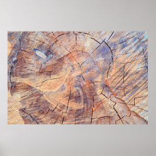Affiche Un arbre coupé. Bois de bois dans les bois. Textur