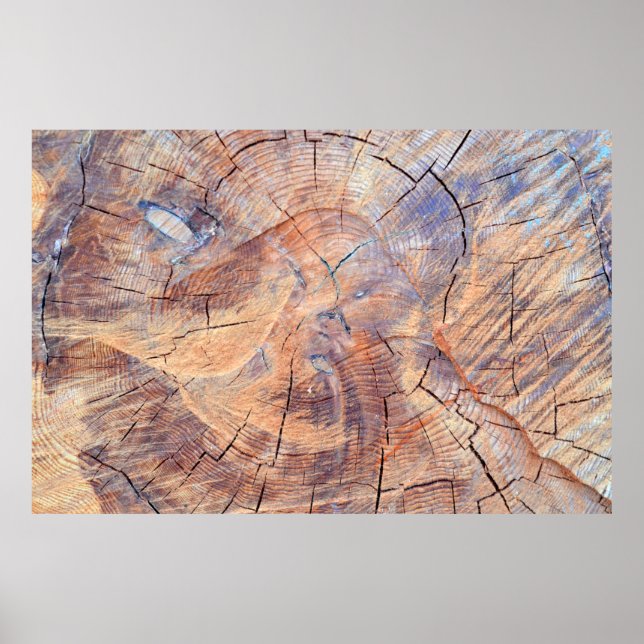 Affiche Un arbre coupé. Bois de bois dans les bois. Textur (Devant)