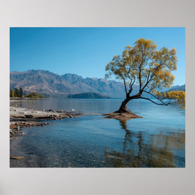 Affiche Un arbre dans un lac (Devant)