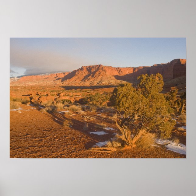 Affiche Un arbre de genévrier de l'Utah Juniperus osteospe (Devant)