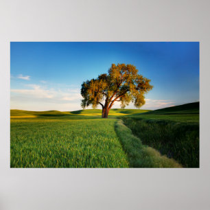 Affiche Un arbre isolé entouré de collines ondoyantes de b