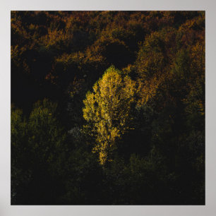 Affiche Un arbre jaune qui se détache de la foule