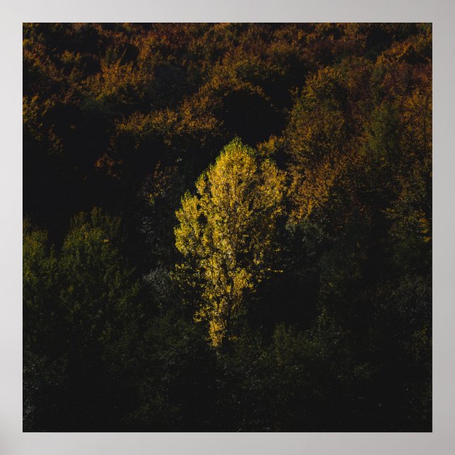 Affiche Un arbre jaune qui se détache de la foule (Devant)
