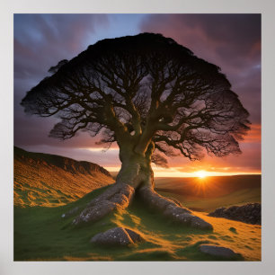 Affiche Un arbre solitaire dans l'acception de la nature