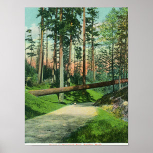 Affiche Un arbre tombé à la scène de parc de région boisée
