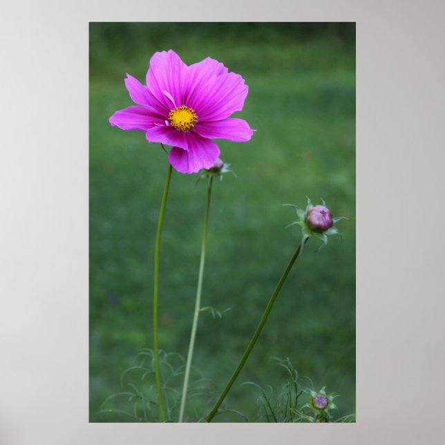 Affiche Un aster mexicain (Devant)