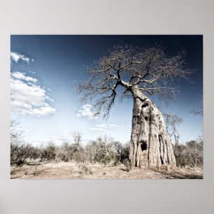 Affiche Un baobab dans le parc national de Mana Pools Phot