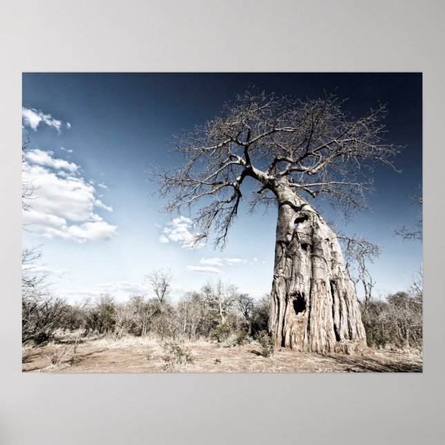 Affiche Un baobab dans le parc national de Mana Pools Phot (Devant)