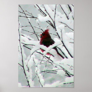 Affiche Un beau cardinal rouge dans les buissons a couvert