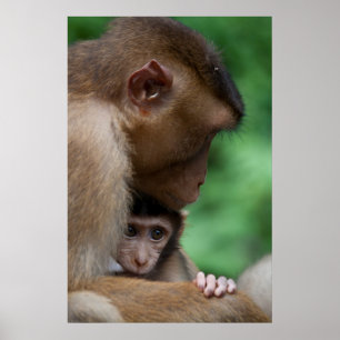 Affiche Un bébé Macaque et c'est la mère