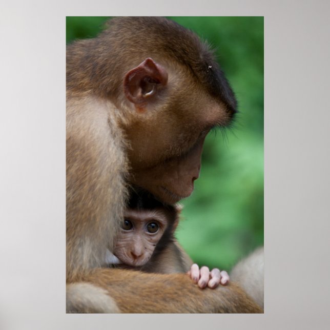 Affiche Un bébé Macaque et c'est la mère (Devant)
