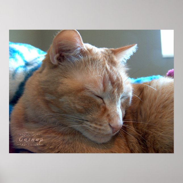 Affiche Un Catap Cosy (Devant)