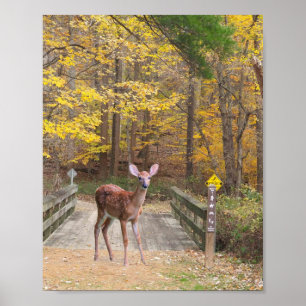 Affiche Un cerf dans le parc