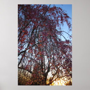 Affiche Un cerisier en fleurs au printemps