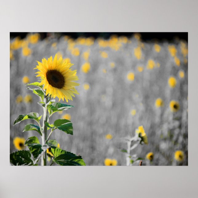 Affiche Un champ de tournesols (Devant)