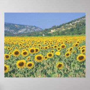 Affiche un champ des tournesols