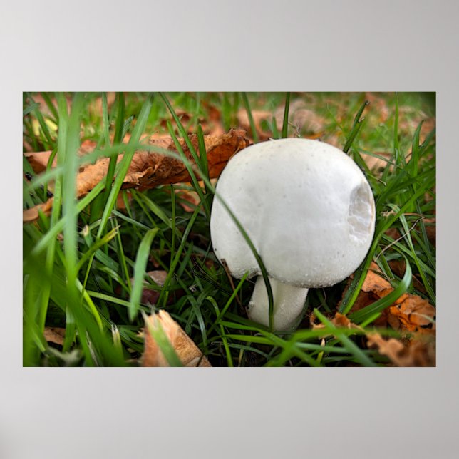 Affiche Un champignon mordu (Devant)