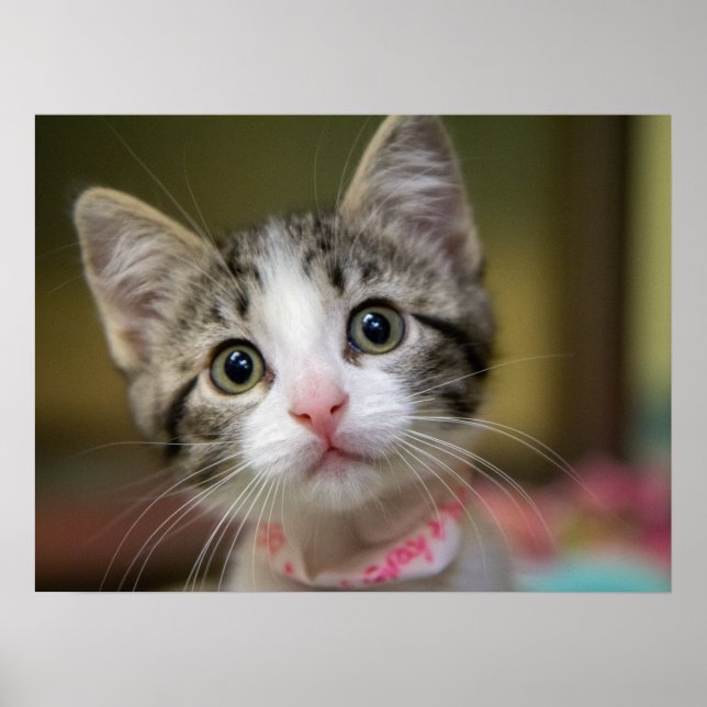 Affiche Un chaton mignon aux yeux verts (Devant)