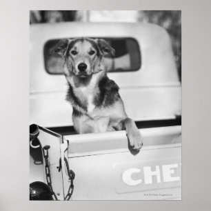 Affiche Un chien dans une voiture.