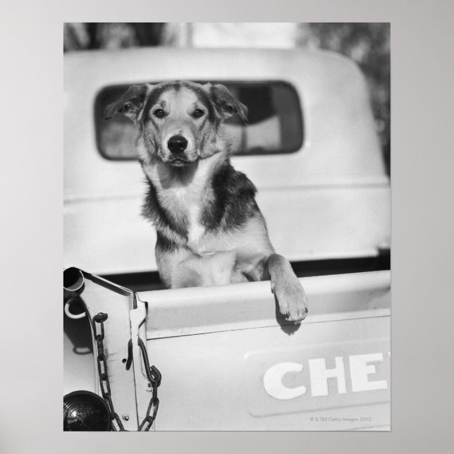 Affiche Un chien dans une voiture. (Devant)