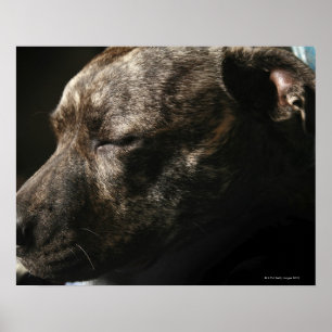 Affiche Un chien de pitbull de sommeil