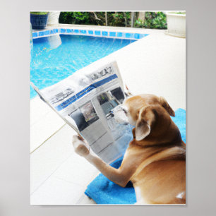 Affiche Un chien lit un journal au bord de la piscine