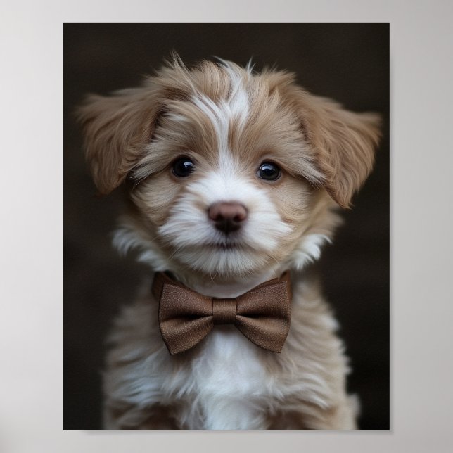 Affiche Un chiot à l'air de dapper (Devant)