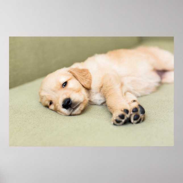 Affiche Un Chiot Couché Sur Le Canapé (Devant)