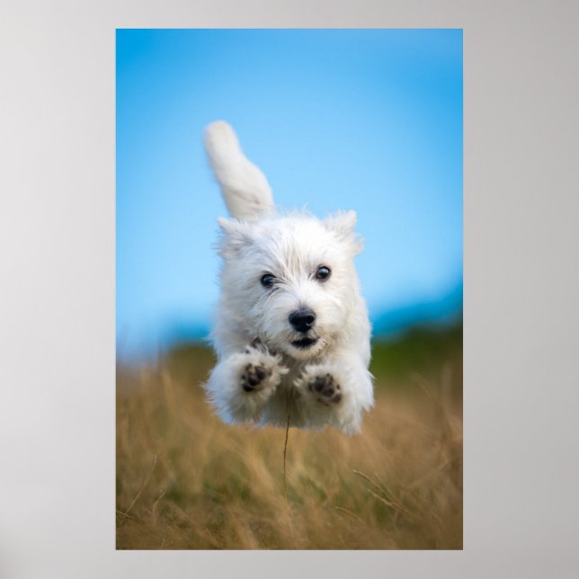Affiche Un Chiot De Terrier De L'Ouest Mignonne Courant (Devant)