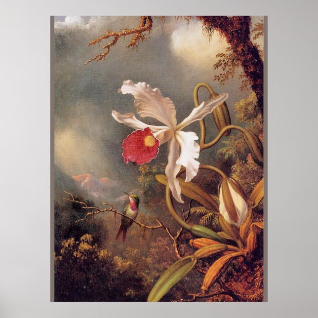 Affiche Un colibri astémien à l'orchidée blanche (Devant)