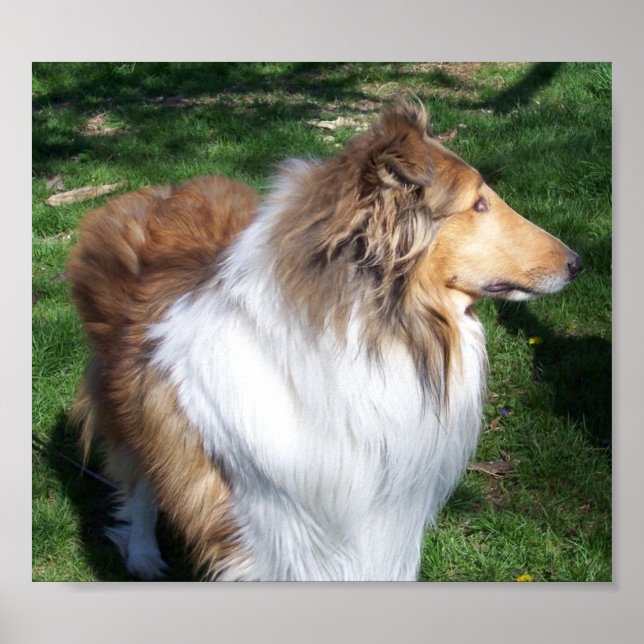 AFFICHE UN COLLIE (Devant)