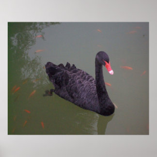 Affiche Un cygne noir sur l'eau