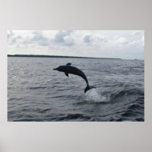 Affiche Un dauphin qui saute