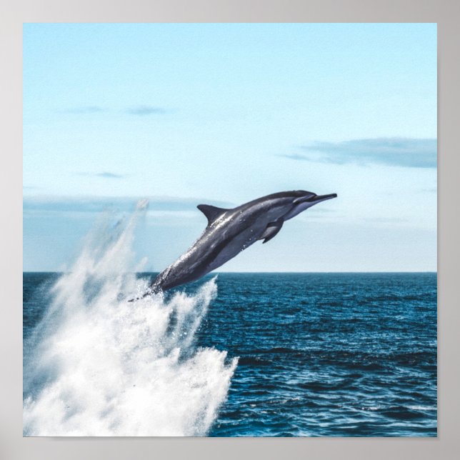 Affiche Un dauphin saute de l'océan (Devant)