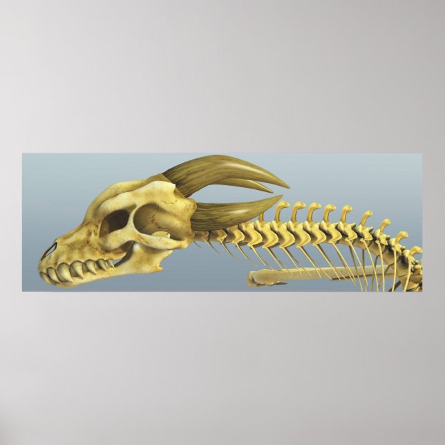 Affiche Un Dragon (Devant)