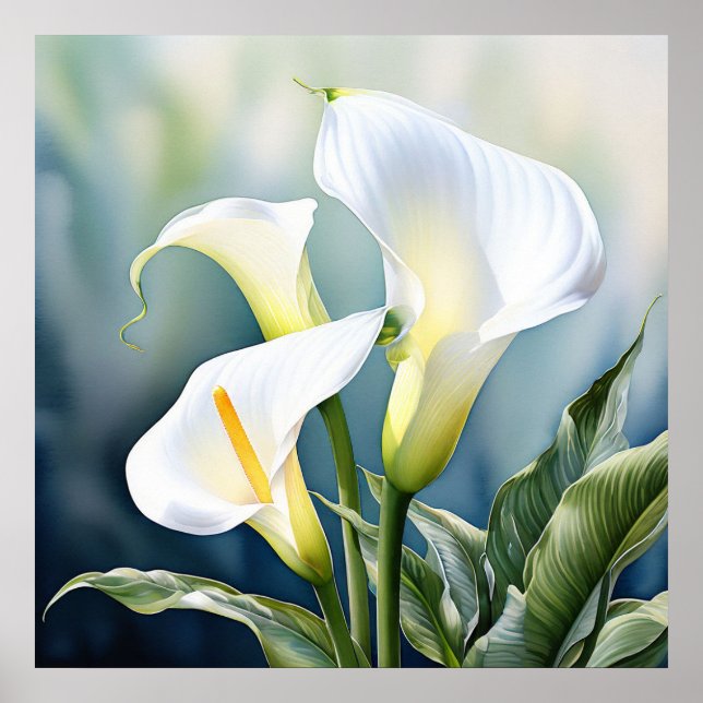 Affiche Un élégant lys calla unique. (Devant)